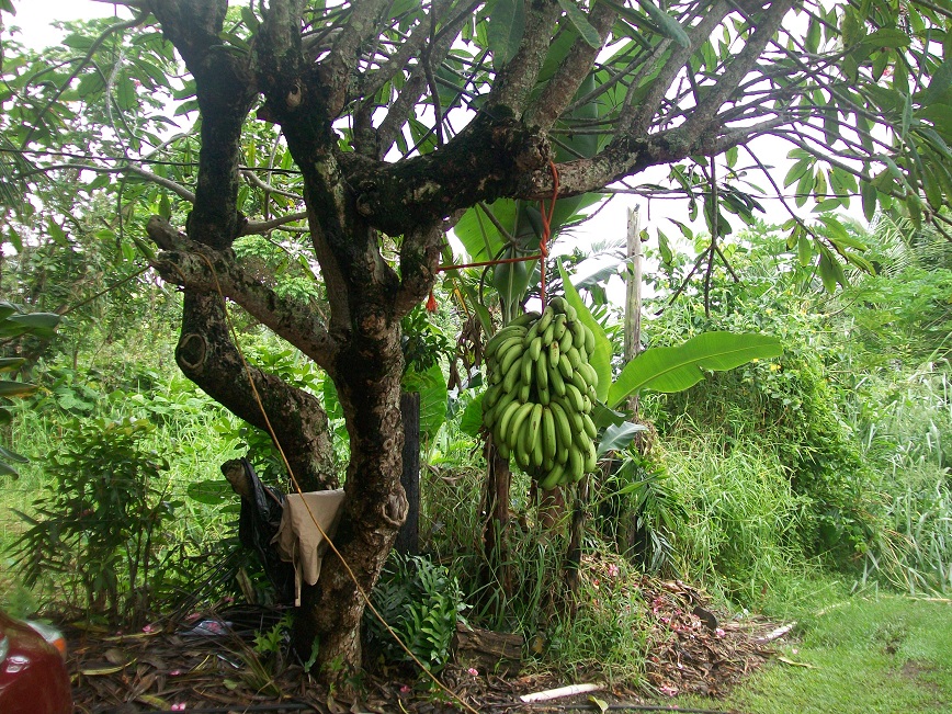 it's actually a bunch of bananas tied onto the limb of some other kind of tree